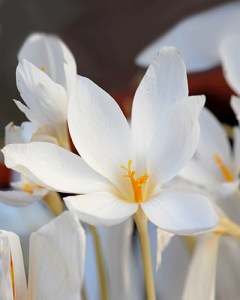 Crocus speciosus albus.jpg